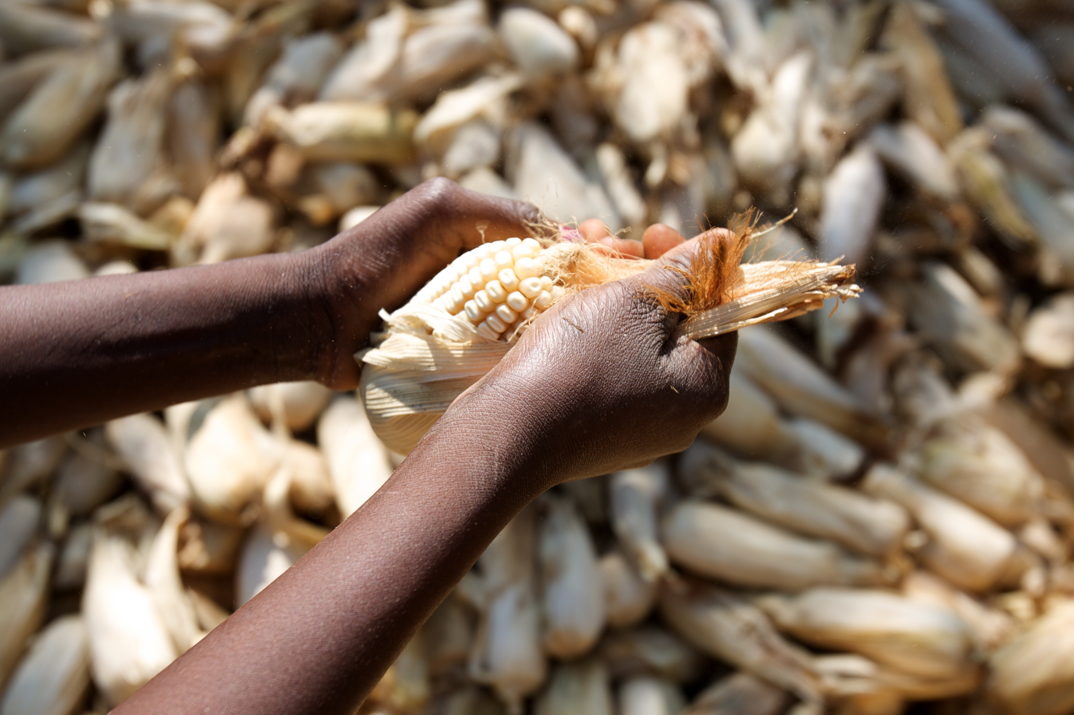 Hands shuck a maize cob in front of a pile of cobs
