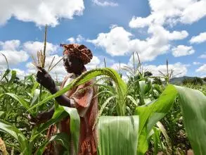 Maize farmer amidst crops